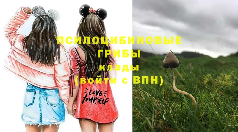 где продают   Знаменск  Галлюциногенные грибы Magic Shrooms 